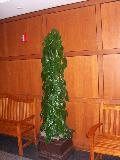 Heartleaf Philodendron, House Ivy / Philodendron cordatum